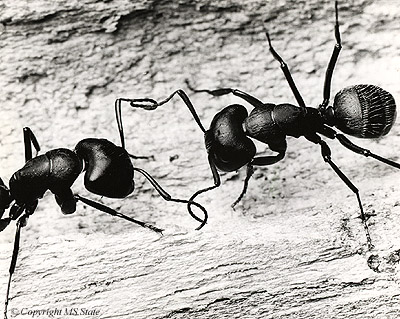 ants communicating via touch