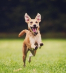 happy-dog-running-by-500px-600x350