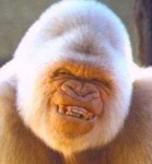 money+gorilla+teeth+omg+weird+primates